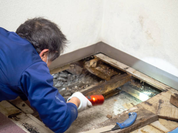 Best Commercial Mold Remediation in Leslie, MI