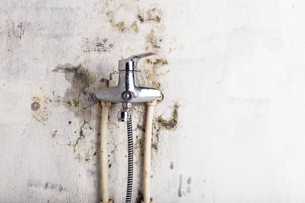 Best Basement Mold Remediation in Leslie, MI