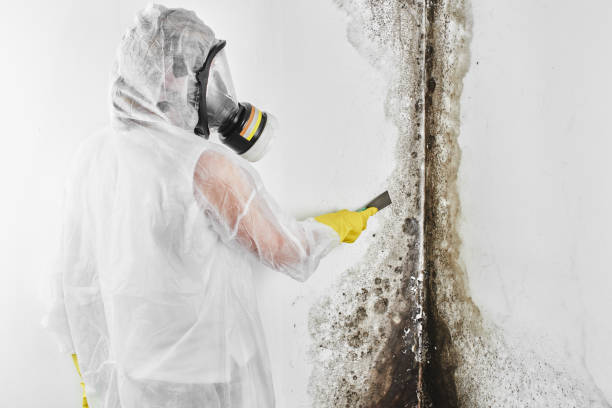 Best Black Mold Remediation in Leslie, MI