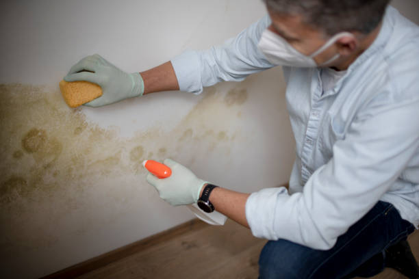  Leslie, MI Mold Removal Pros