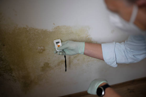 Best Crawl Space Mold Remediation in Leslie, MI
