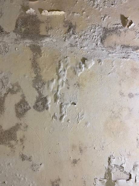 Best Post-Flood Mold Remediation in Leslie, MI