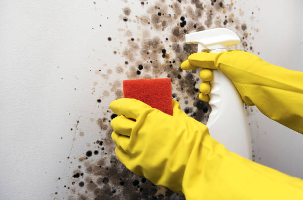 Best Mold Remediation for Schools in Leslie, MI