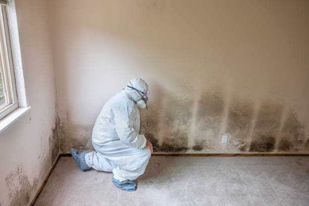 Best Mold Testing and Inspection Services in Leslie, MI