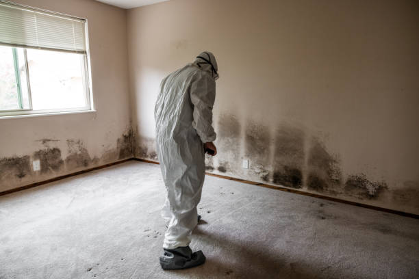 Best Post-Remediation Services in Leslie, MI