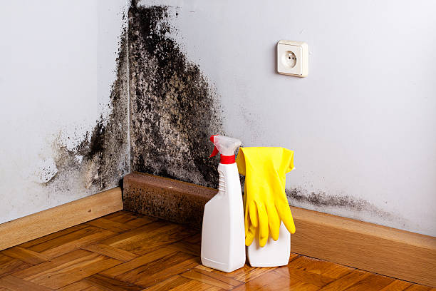 Best Residential Mold Remediation in Leslie, MI