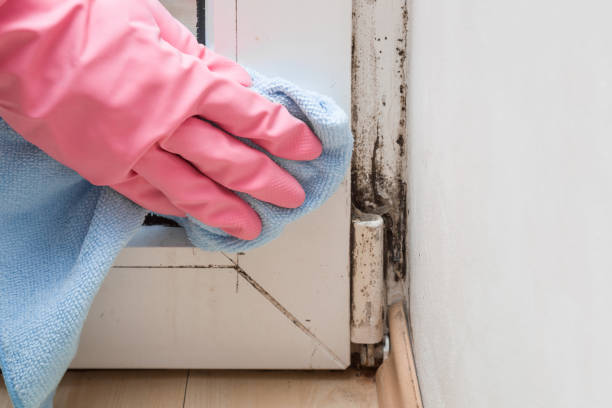 Best Preventive Mold Services in Leslie, MI