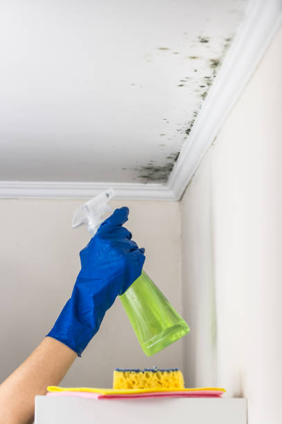 Best Residential Mold Remediation in Leslie, MI