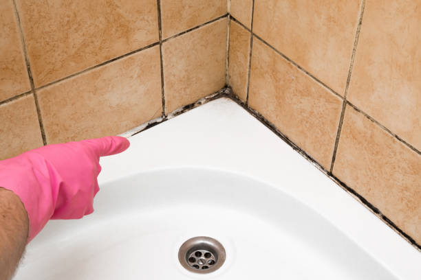 Best DIY Mold Remediation Support Services in Leslie, MI